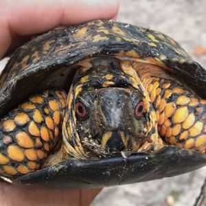Meet your Posher, Ben